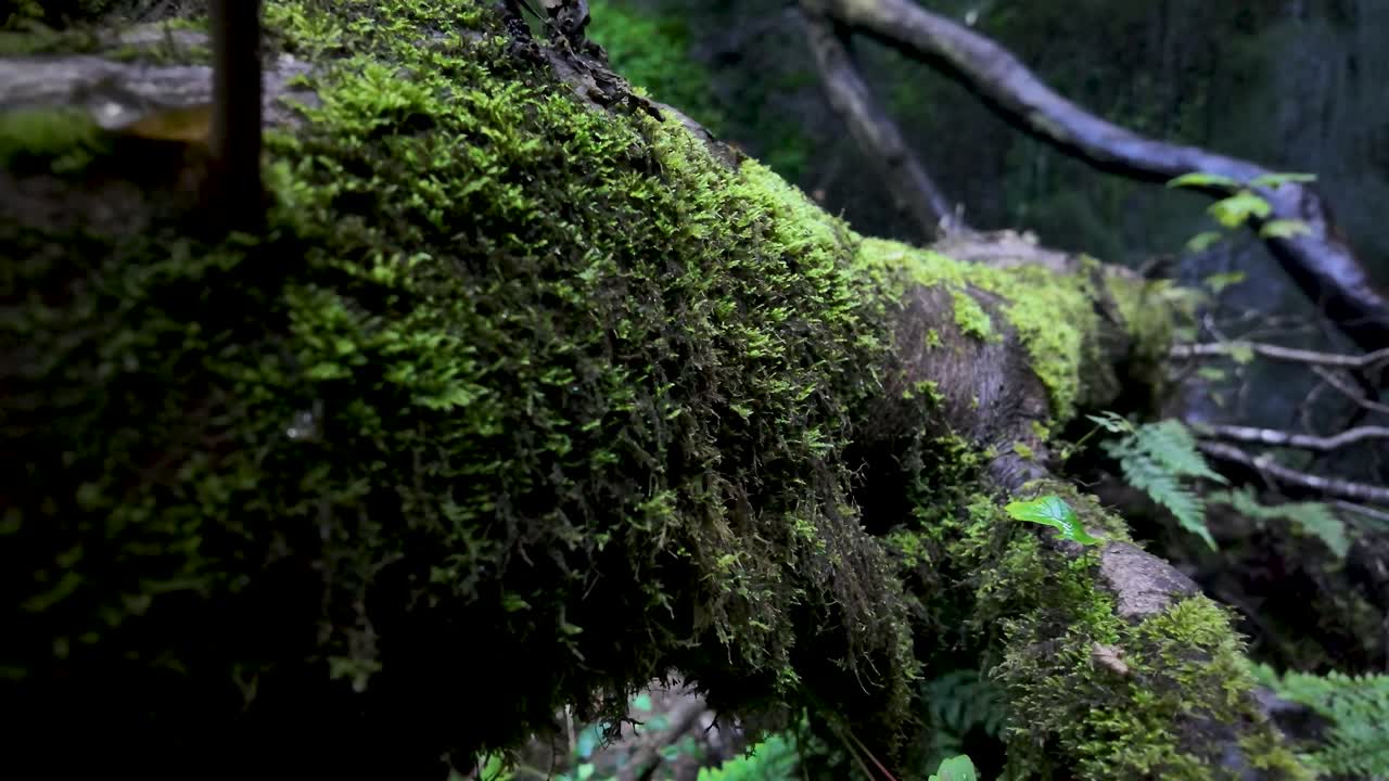 A mossy fallen log amid lush woodland, vibrant greens and a tranquil natural mood