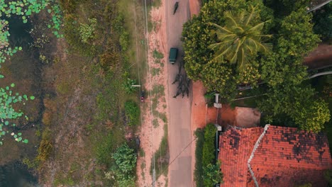 over view of buffalos walking in a street and coconut trees beside the road - sri lanka