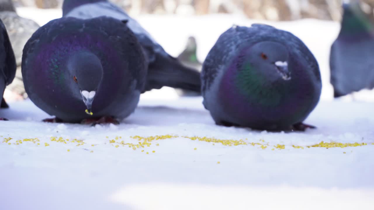 눈을 먹는 비둘기