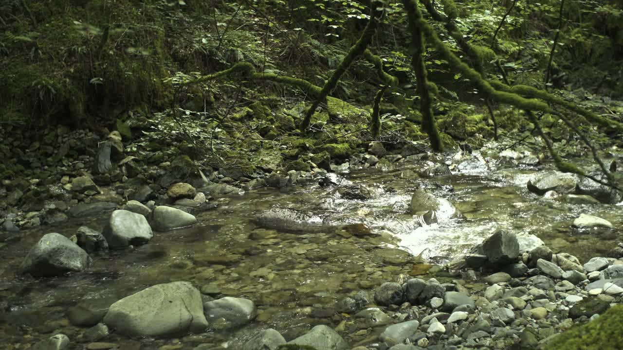 A flowing clear stream in an ancient majestical woodland