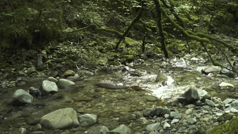 Ein-Fließender-Klarer-Strom-In-Einem-Alten-Majestätischen-Waldland