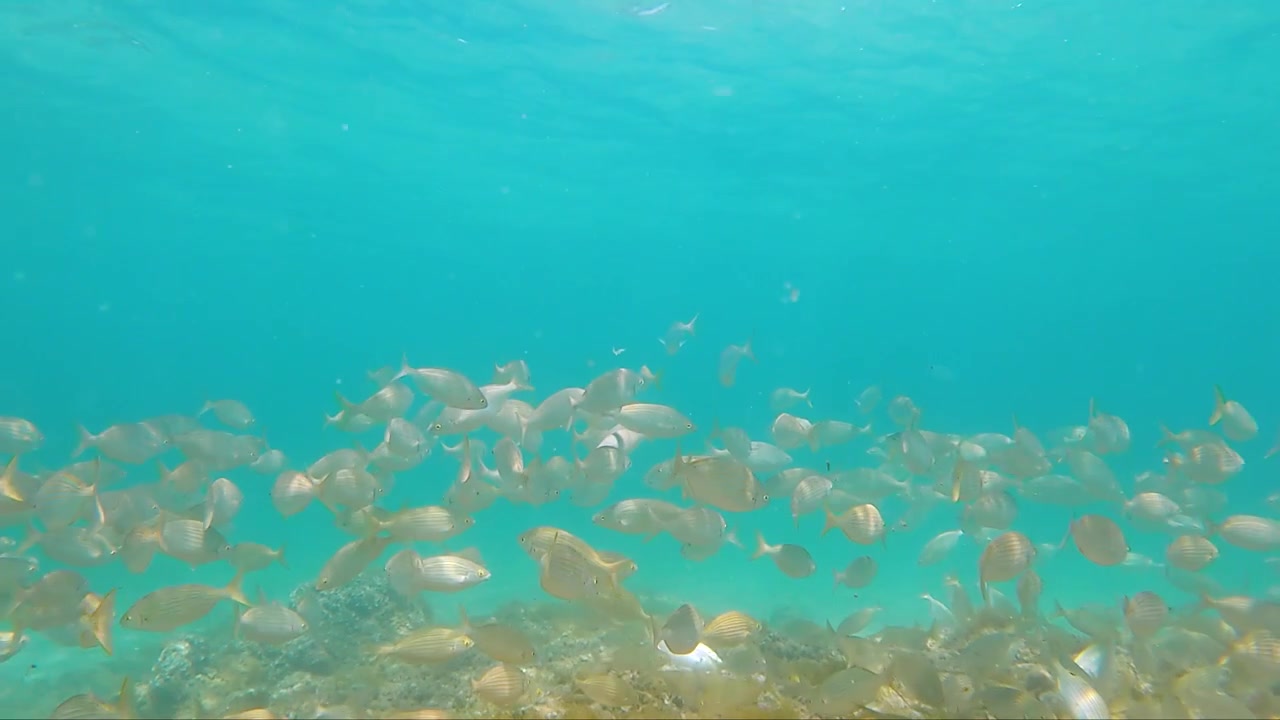 Banco di pesci sott'acqua che nuota sopra un fondale sabbioso in acqua blu cristallina, fauna marina, habitat oceanico naturale, ecosistema acquatico tropicale con riflessi della luce solare, scena sottomarina serena e