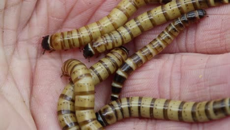 gusanos de la harina, la larva del escarabajo oscuro, en una mano