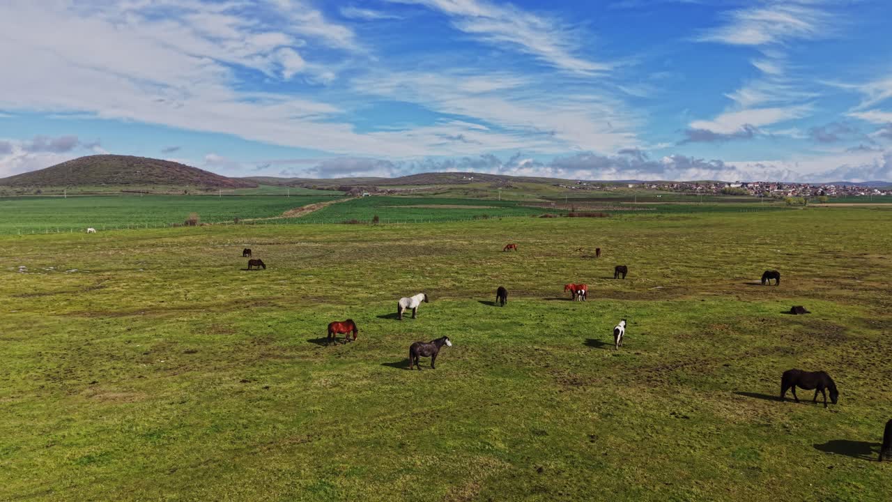 Vista aerea di cavalli al pascolo in un vasto pascolo verde