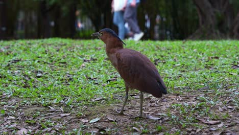 malayan night heron walking on parkland