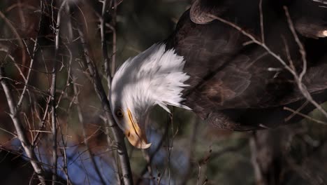 bald eagle in the trees