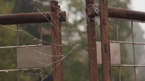 close-up of cobweb in front of a rusty iron gate