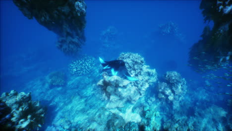 a manta ray swimming near a coral reef