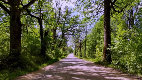 Leere-Straße-Gesäumt-Von-Grünen-Bäumen-Im-Dorf-Skujene,-Lettland