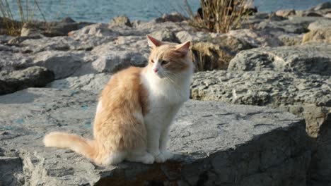 a super cute ginger and white cat is sitting on a rock at a coast of istanbul