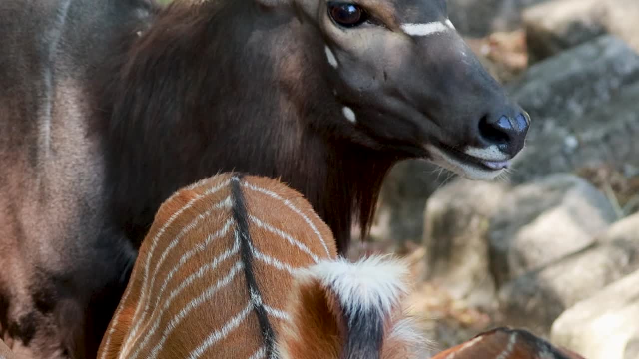 Detailed view of nyala antelopes with distinctive stripes and horns in a forest environment.