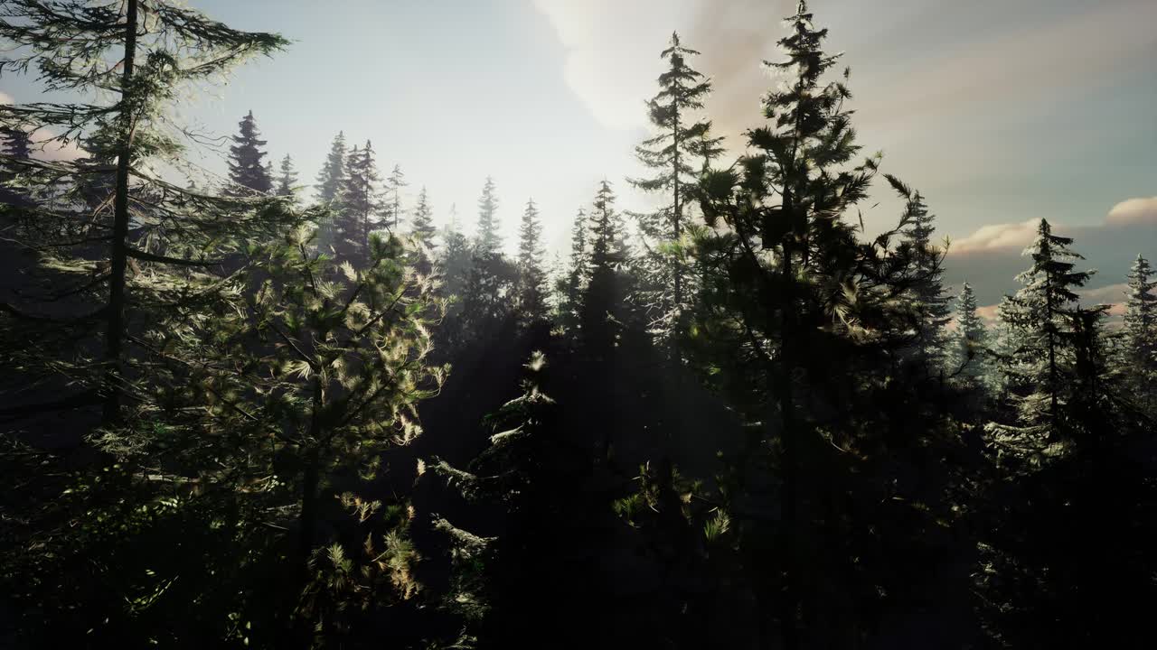 건강 한 숲 에 있는 초록색 나무 들