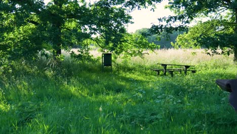 picnic area in a sunny meadow