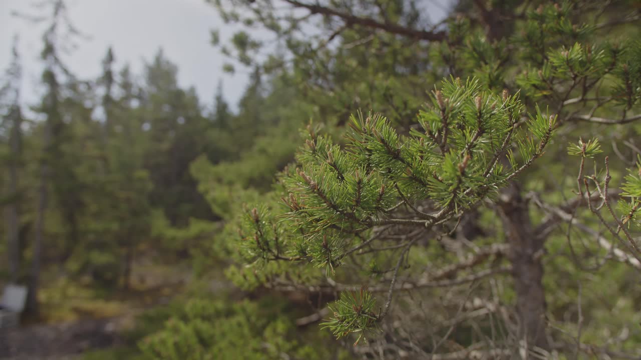 hermoso primer plano de las ramas de los árboles de pino moviéndose en una suave brisa de viento