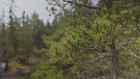 beautiful close-up shot of pine tree branches moving in a gentle wind breeze