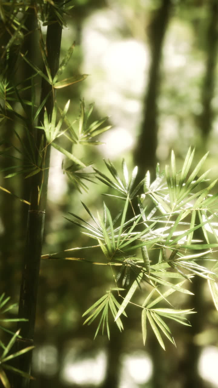 el bosque de bambú verde en hawai