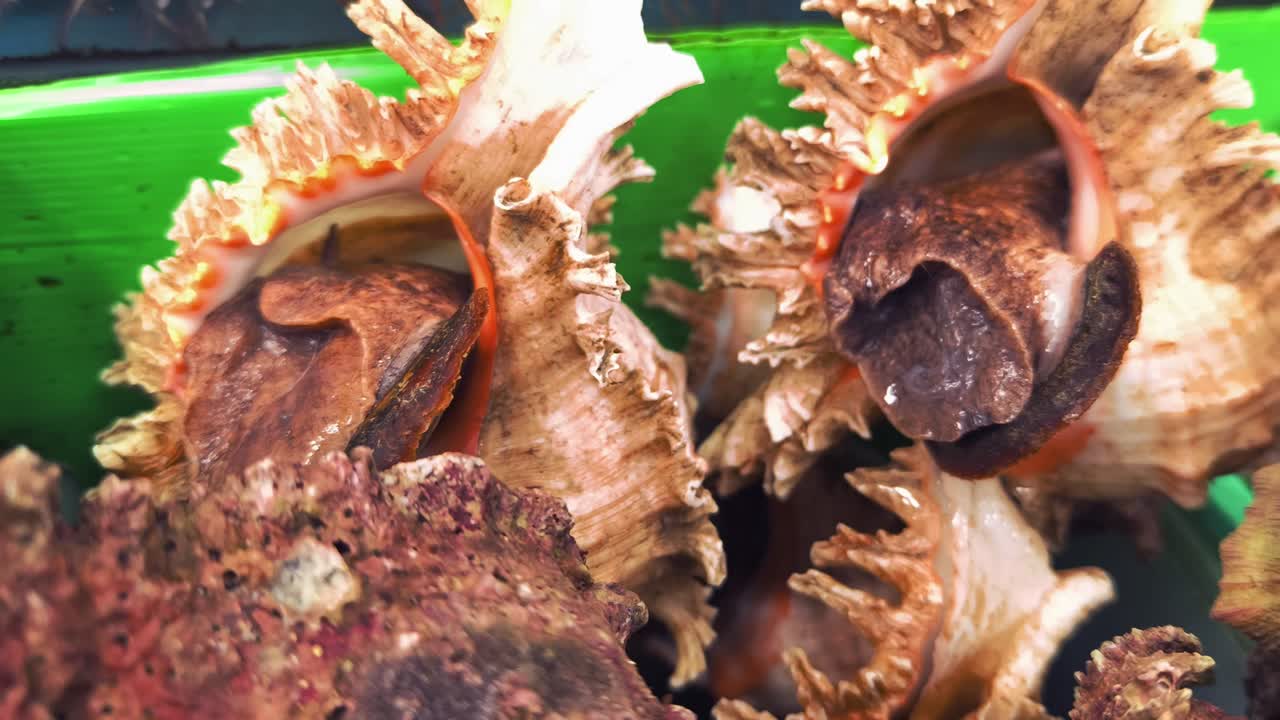 Freshly harvested sea snails at a market