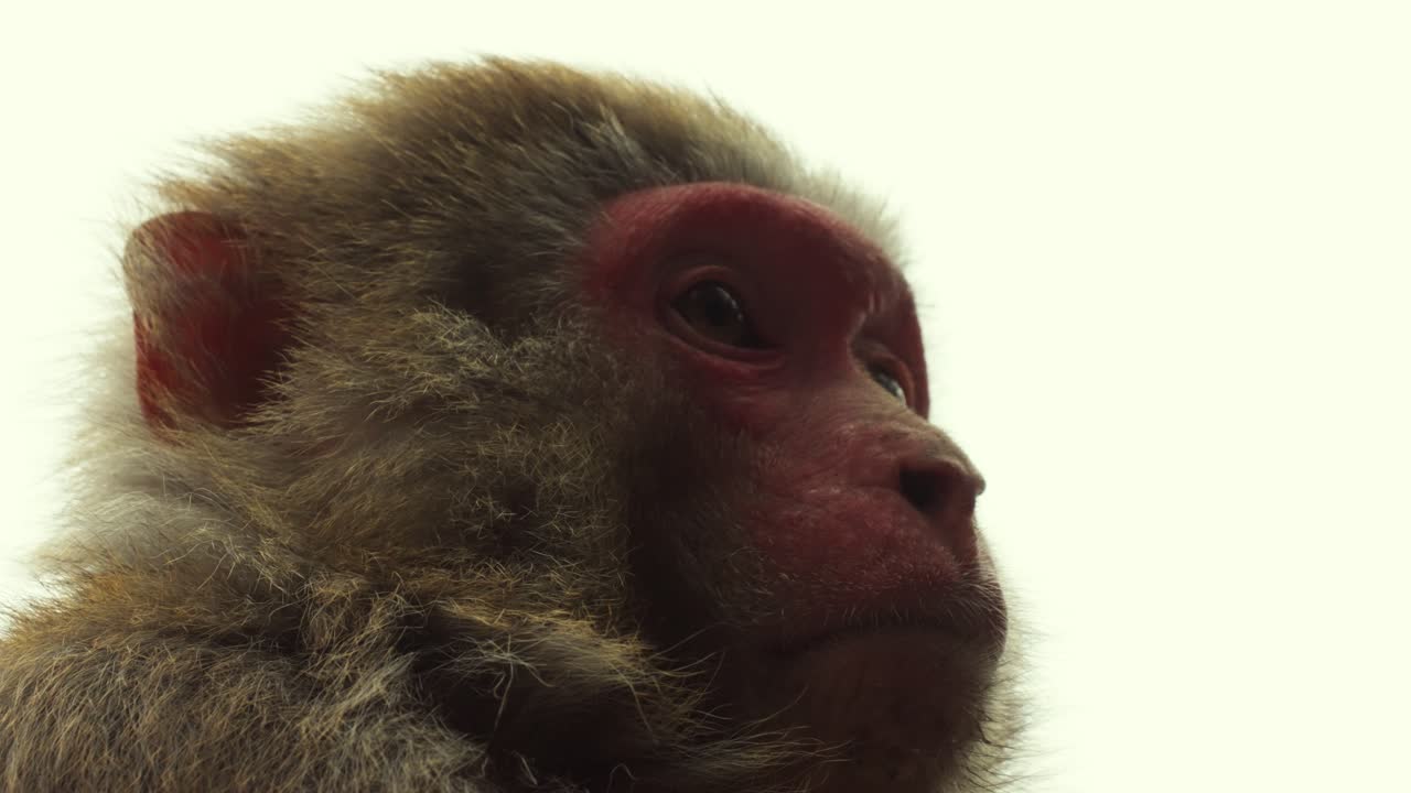 Portrait of a Rhesus Macaque Face with Red Skin Against Bright Sky