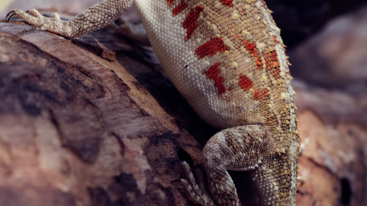 детальный вид наземной ящерицы агама от хвоста до головы в африке