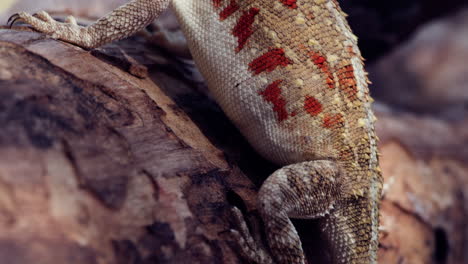 vista detallada del lagarto agama terrestre desde la cola hasta la cabeza en áfrica