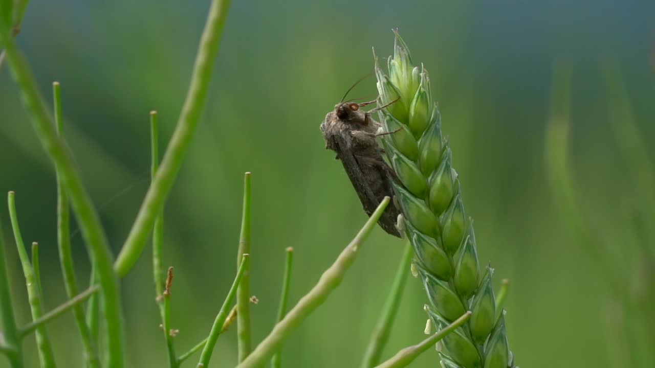 화창한 날 자연의 녹색 밀 옥수수 밭에서 쉬고 있는 나방 벌레, 매크로