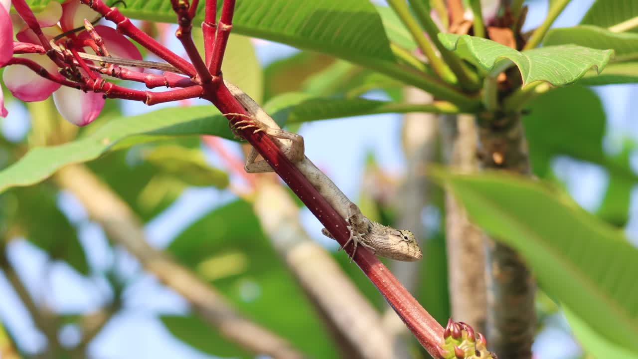 el lagarto se mueve a lo largo de las ramas de un árbol de frangipani.