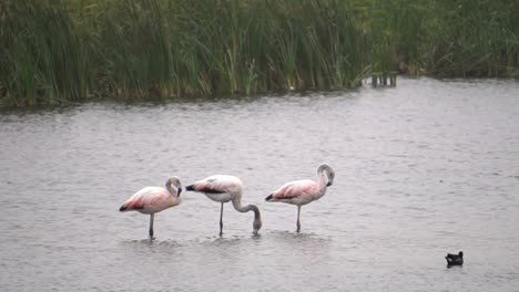 3 chilean flamingo in the wetland feeding and grooming with other birds around