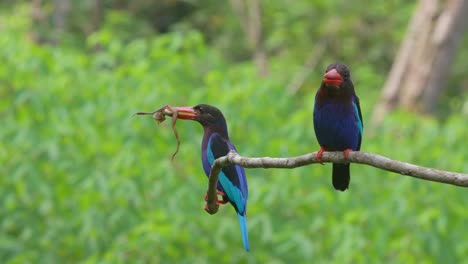 pareja de martín pescador javan posado en una rama