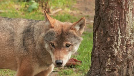 a european wolf moves cautiously through a sunlit forest clearing, sniffing the ground and glancing around. natural daylight, steady close-up camera