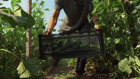 Close-up-of-young-boy-leaving-freshly-harvested-cucumber-crop-in-box