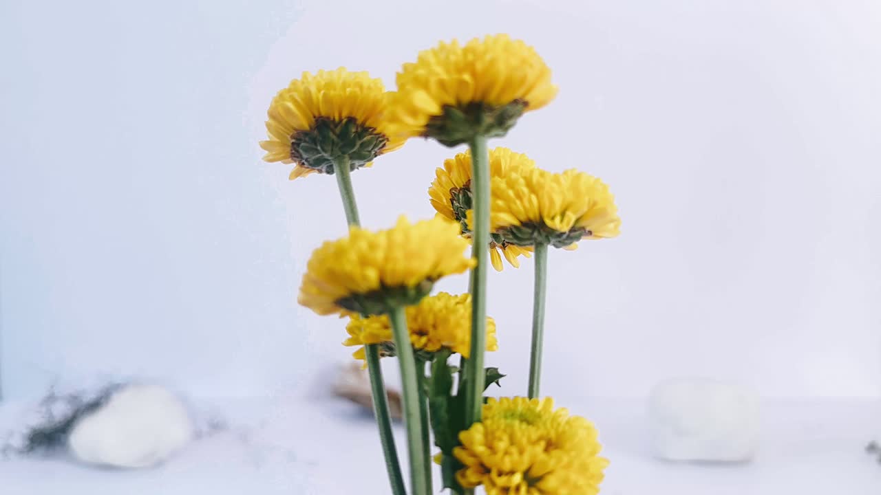 ramo de crisantemo amarillo