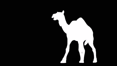 un camello caminando en fondo negro con canal alfa incluido al final del video, animación 3d, vista en perspectiva, animales animados, animación de bucle sin costuras