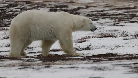 un oso polar se mueve con gracia a través de un terreno nevado, mostrando su impresionante pelaje blanco contra el paisaje frío. este momento captura la esencia de la vida silvestre en el ártico.