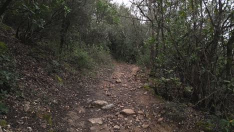 Mountain trail winding through dense catalonian forest, revealing verdant landscape with peaceful, untouched wilderness stretching beyond rocky terrain