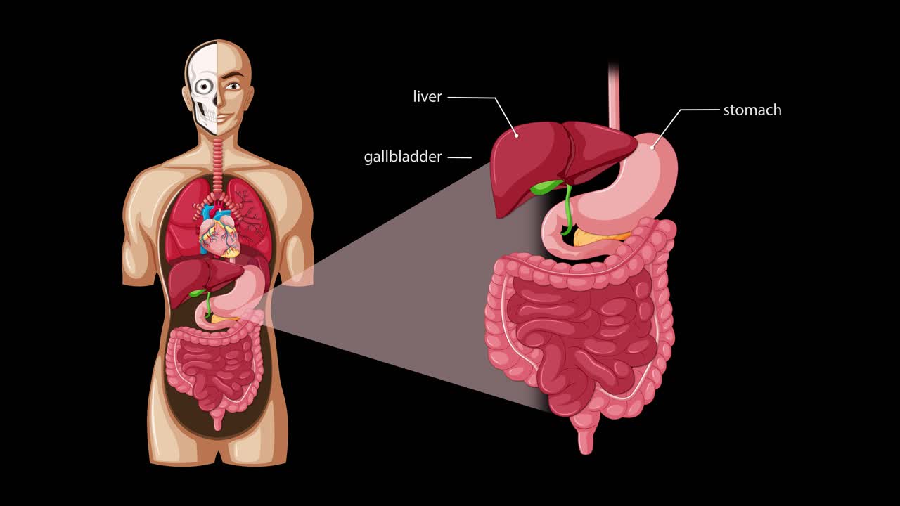 Detailed animation zooms from a full-body anatomical view to a labeled close-up of the human digestive system, highlighting organs and structures on a black background