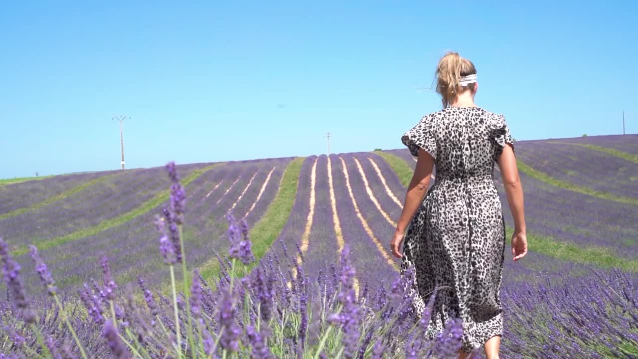 Young woman slowly walking through rows of beautiful purple lavender in the fields of Provence, France. Slow motion medium shot