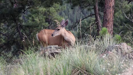 Mule-Deer-Doe-Schaut-Sich-Um-Und-Kratzt-Sich-Am-Bauch