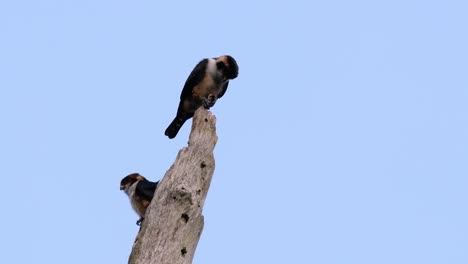 El-Falconet-De-Muslo-Negro-Es-Una-De-Las-Aves-Rapaces-Más-Pequeñas-Que-Se-Encuentran-En-Los-Bosques-De-Algunos-Países-De-Asia