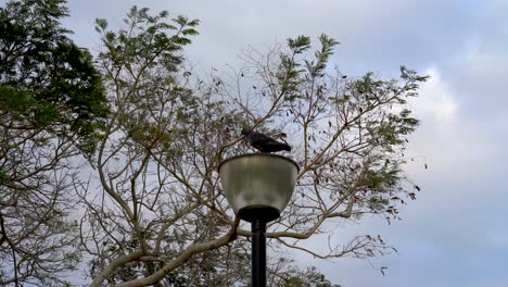 paloma parada en un poste de luz contra el cielo nublado, playa de changi, singapur