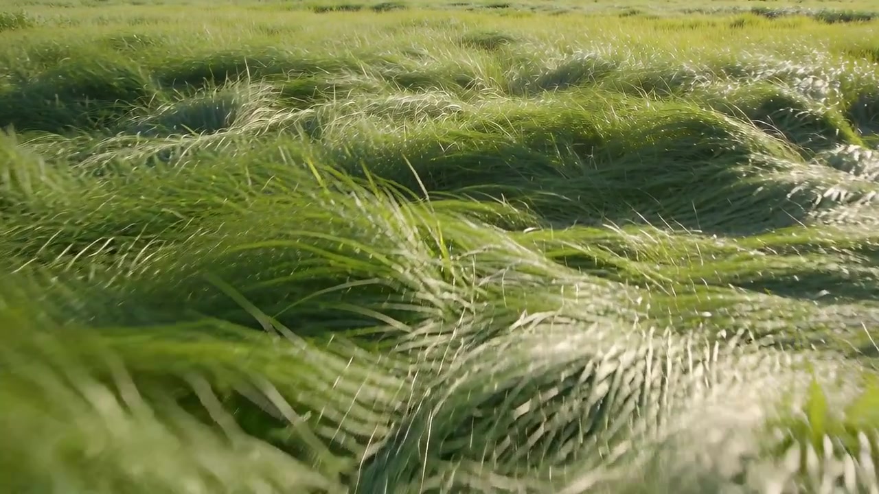 Erba verde lunga e sottile che ondeggia, piegandosi e muovendosi attraverso un prato aperto sotto una brezza costante.