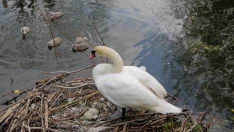 Mutter-Schützt-Eier,-Während-Junge-Baby-Cygnets-Im-Frischen-Seewasser-Schwimmen