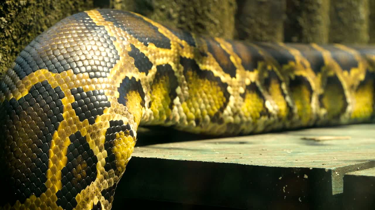 Burmese python moving body