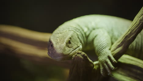 tongue flicking savannah monitor close up