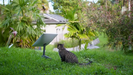 Graue-Getigerte-Katze,-Die-Sich-Umschaut-Und-Sitzt-Und-Dann-Auf-Einem-Grünen-Rasenfeld-Auf-Big-Island-Hawaii-Abgeht