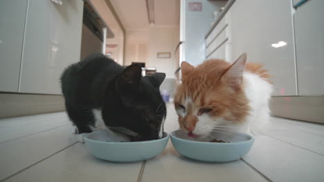 two cats happily munching away on their bowls of food