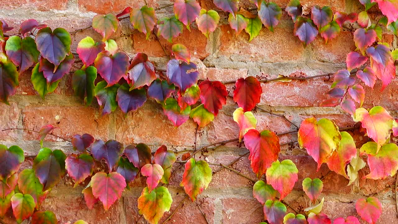 Edera sul muro di mattoni della casa. Riprese in autunno