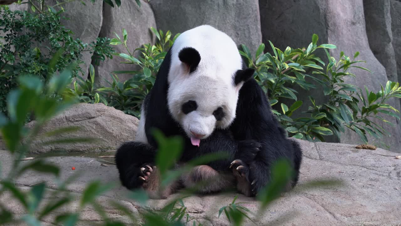 gordito panda gigante ailuropoda melanoleuca sentado en el