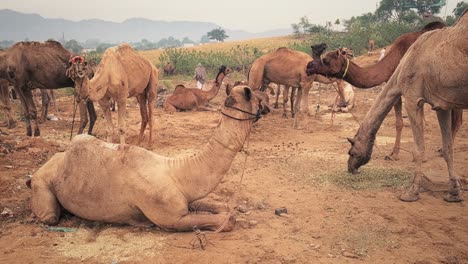 camels at pushkar mela camel fair festival in field eating chewing. pushkar, rajasthan, india