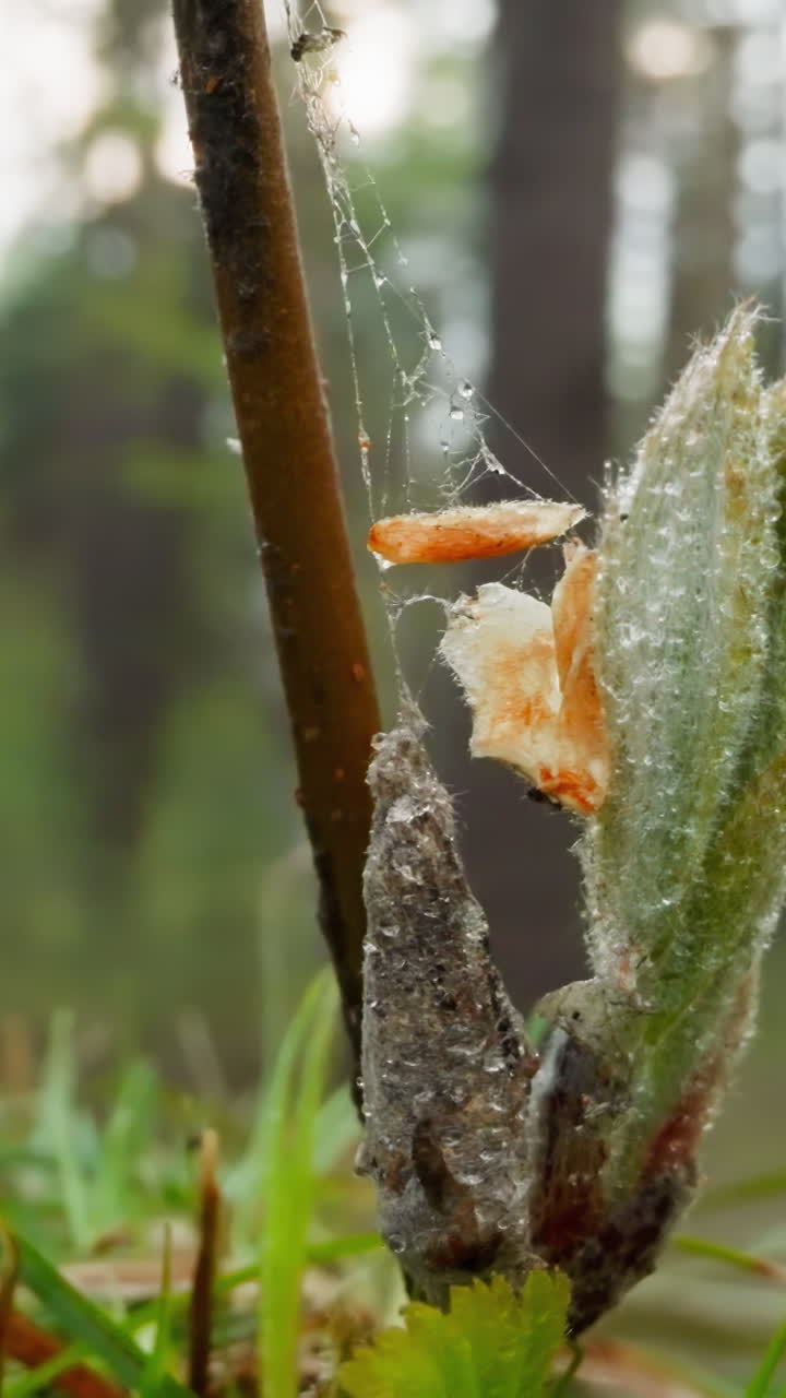 Spider cocoon with dead insect hangs on web near green bud. Young tree sprout grows on meadow in forest on sunny day macro on blurred background