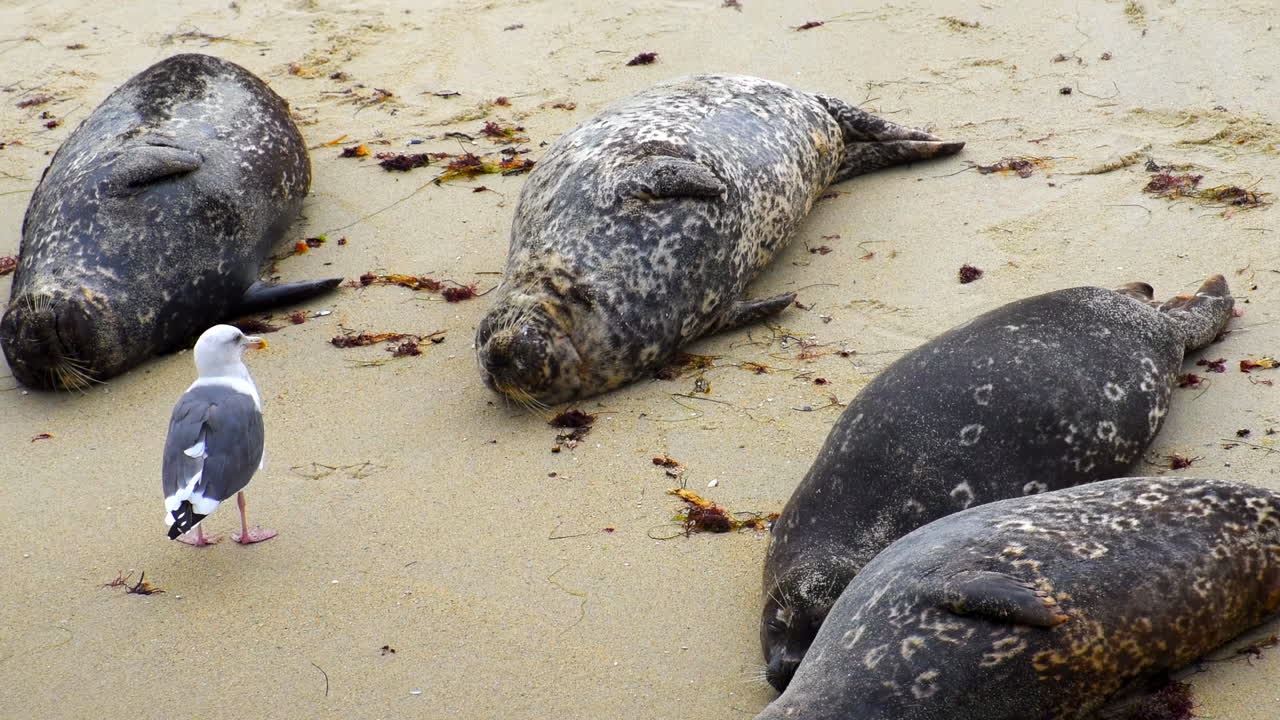 Big brown seal moving her belly and teasing a gull on the beach